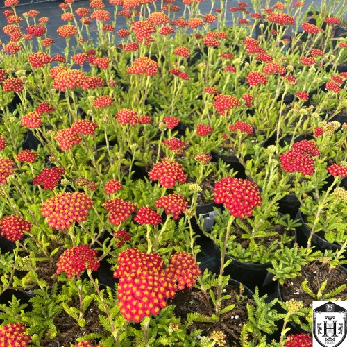 Achillea millefolium 'Desert Eve Red' - Harilik raudrohi 'Desert Eve Red' P11/0,75L